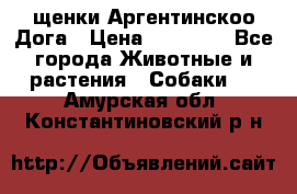 щенки Аргентинскоо Дога › Цена ­ 25 000 - Все города Животные и растения » Собаки   . Амурская обл.,Константиновский р-н